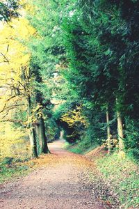 Footpath leading to forest