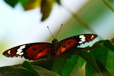 Close-up of butterfly perching on leaf