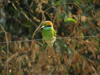 Close-up of bird perching on branch