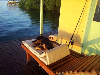 Dog relaxing on wooden pier in lake
