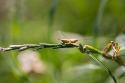 Close-up of grasshopper on plant