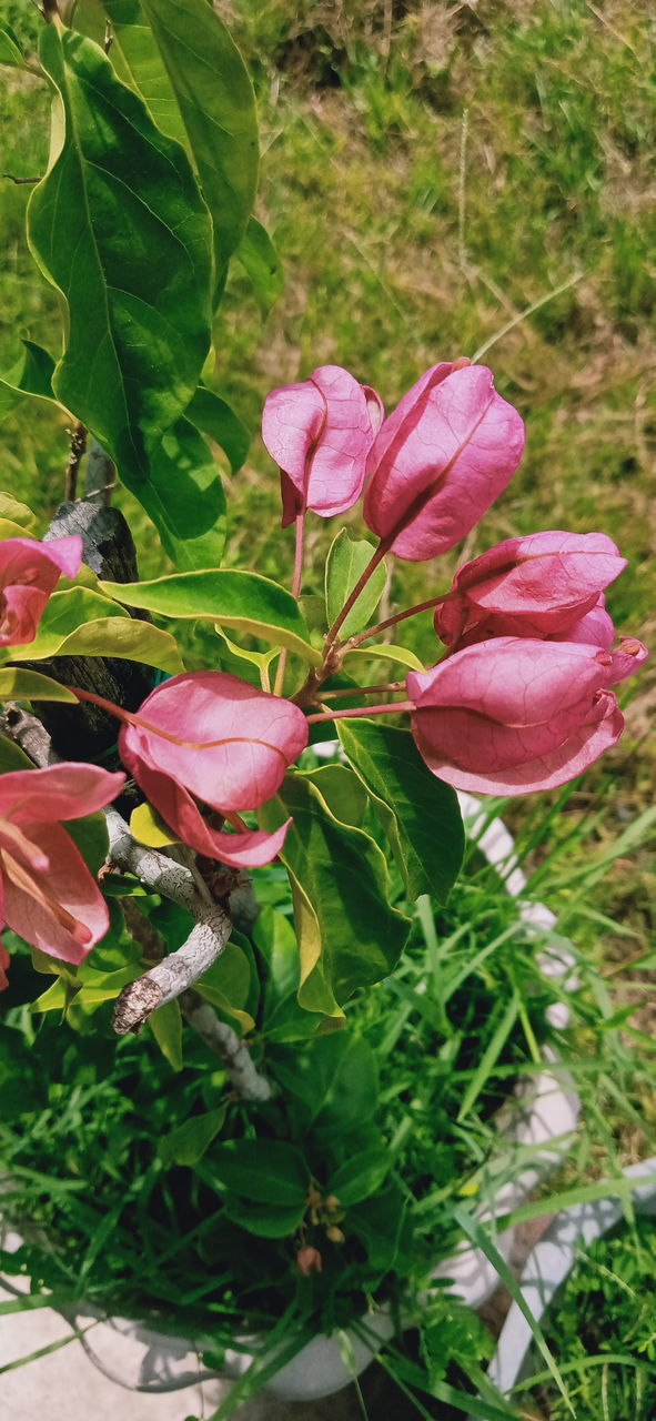 plant, flower, flowering plant, freshness, beauty in nature, pink, nature, growth, plant part, leaf, close-up, fragility, no people, petal, green, flower head, inflorescence, day, outdoors, garden, rose, focus on foreground, high angle view, springtime, botany