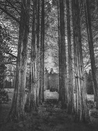 Trees in forest