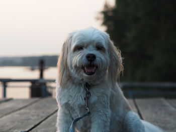 Close-up portrait of dog