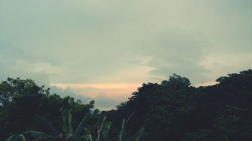 Low angle view of trees against cloudy sky