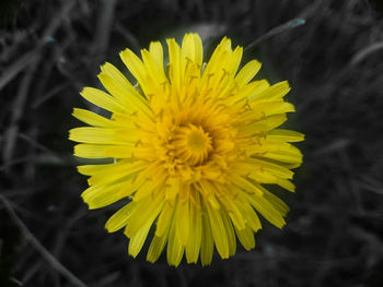 Close-up of dandelion
