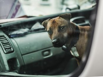 Portrait of dog seen through car window