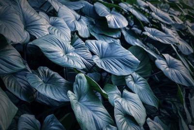 Full frame shot of leaves outdoors