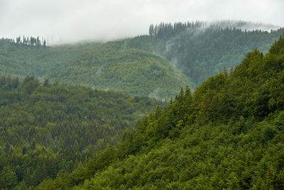 Scenic view of pine trees in forest