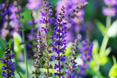 Close-up of purple flowering plant