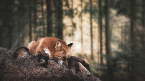 Fox on rock in forest