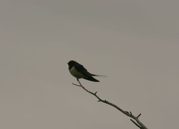 Bird perching on branch