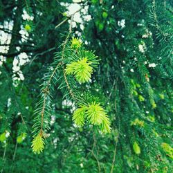 Close-up of plant growing on tree