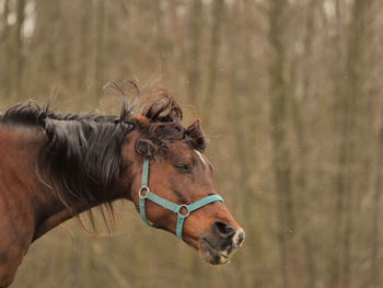 Close-up of horse standing on field