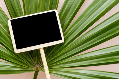 Close-up of palm leaf