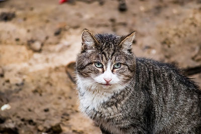 Close-up of cat