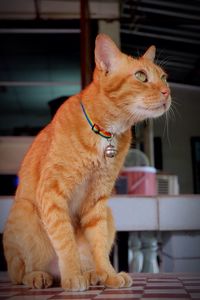 Cat looking away