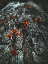 Close-up of orange tree trunk on rock