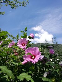 Close-up of pink flowering plant against sky