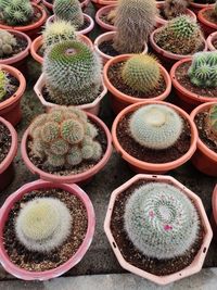 High angle view of potted plants