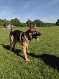 Dog in a field