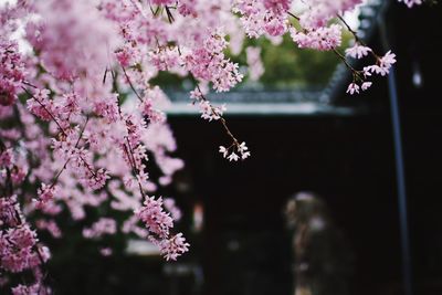 Close-up of pink flowers on tree