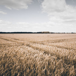 Wheat field against sky