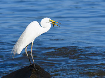 Close-up of bird perching on lake