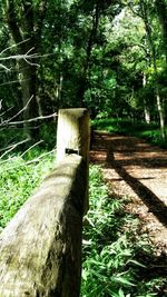 Trees in forest