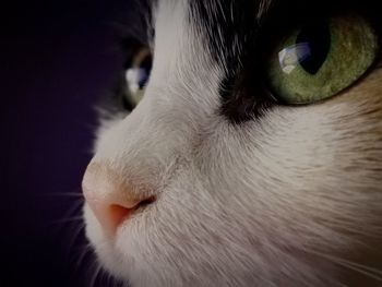 Close-up portrait of cat