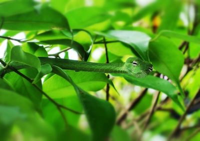 Close-up of insect on leaf