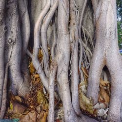 Close-up of tree trunk