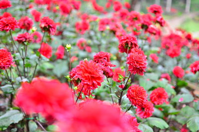 Close-up of red flowering plant