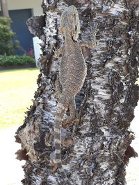 Close-up of lizard on tree trunk