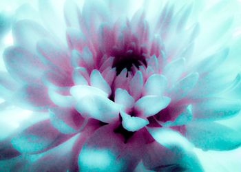 Macro shot of pink flower