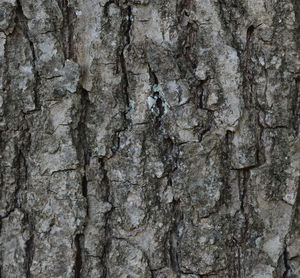 Full frame shot of tree trunk