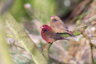Bird perching on plant