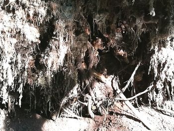 Close-up of tree in water