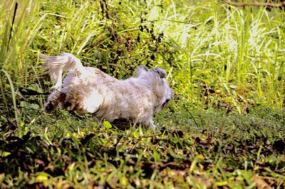Plants on grassy field