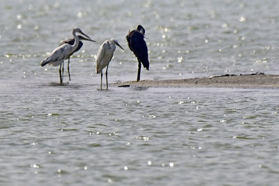 Herons and terns all together in group bird photos