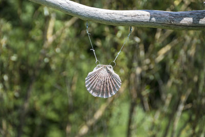 hanging