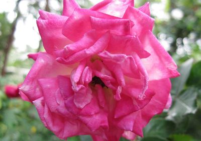 Close-up of pink flower blooming outdoors