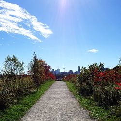 Footpath amidst trees against blue sky