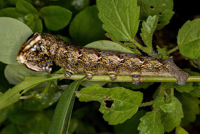 Close-up of insect on leaf