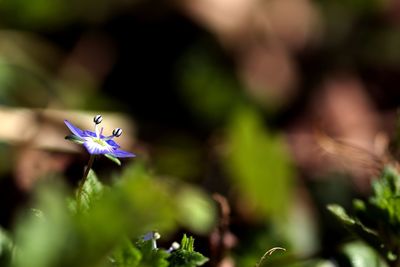 Close-up of purple flowering plant