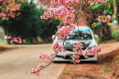 Close-up of pink flowers on tree