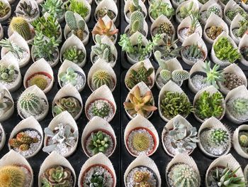 A lot of cactus in the plant market