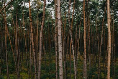 Pine trees in forest