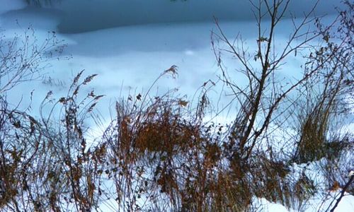 Low angle view of bare trees against sky