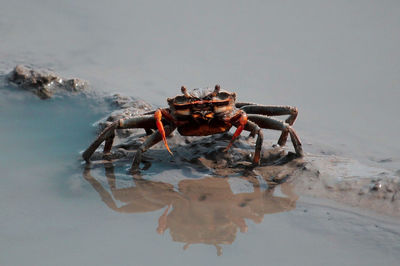 Close-up of crab at beach